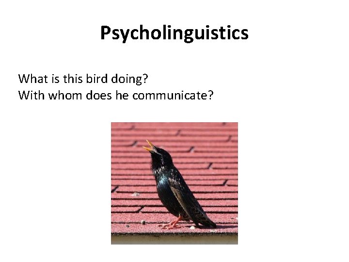 Psycholinguistics What is this bird doing? With whom does he communicate? 