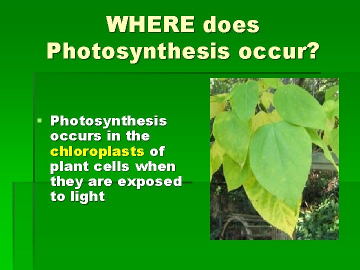 WHERE does Photosynthesis occur? § Photosynthesis occurs in the chloroplasts of plant cells when