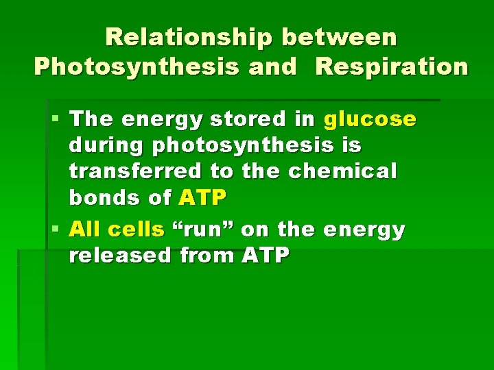 Relationship between Photosynthesis and Respiration § The energy stored in glucose during photosynthesis is