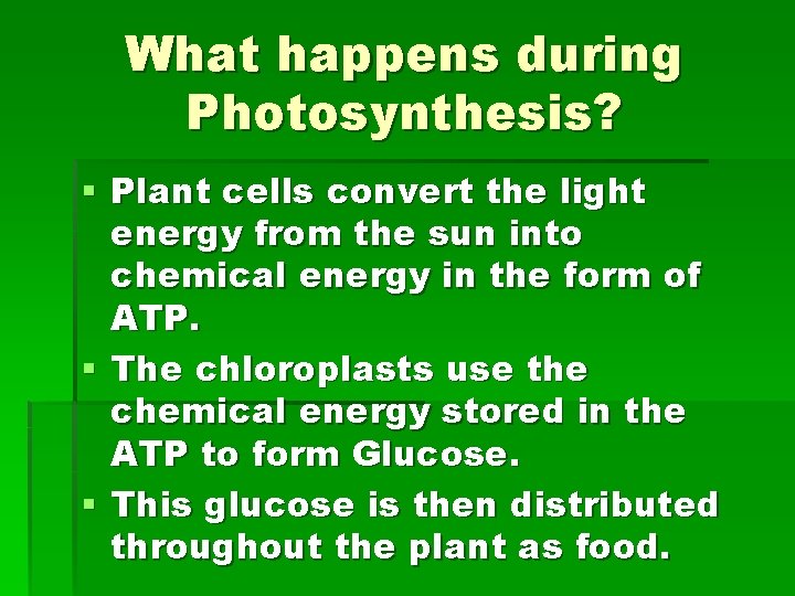 What happens during Photosynthesis? § Plant cells convert the light energy from the sun