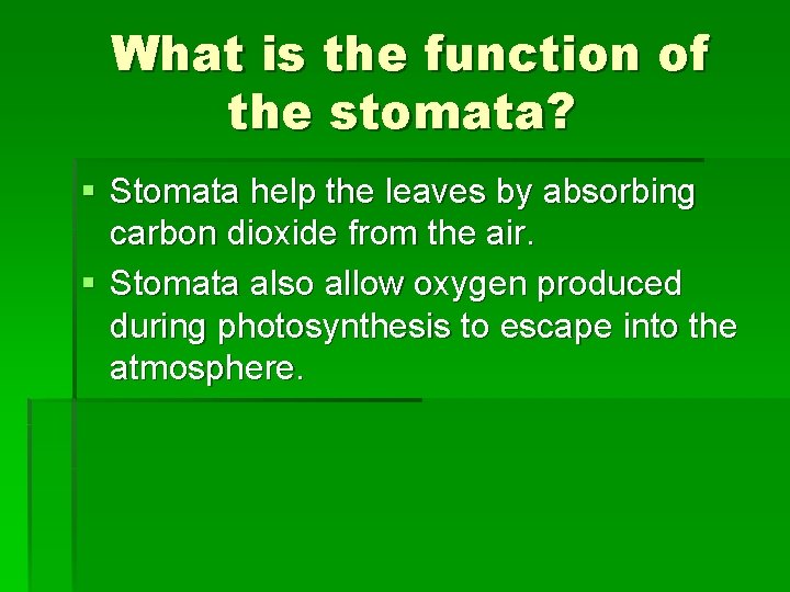 What is the function of the stomata? § Stomata help the leaves by absorbing