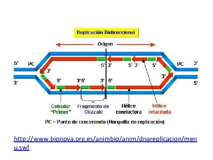 http: //www. bionova. org. es/animbio/anim/dnareplicacion/men u. swf http: //www. bionova. org. es/animbio/anim/dnareplicacion/men u. swf