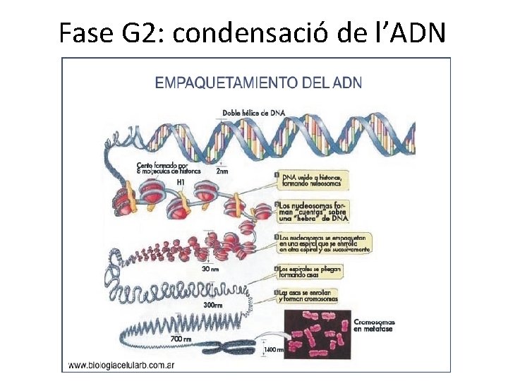 Fase G 2: condensació de l’ADN Fase G 2: condensació de l’ADN