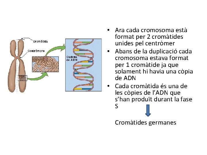 • Ara cada cromosoma està format per 2 cromàtides unides pel centròmer • • Ara cada cromosoma està format per 2 cromàtides unides pel centròmer •