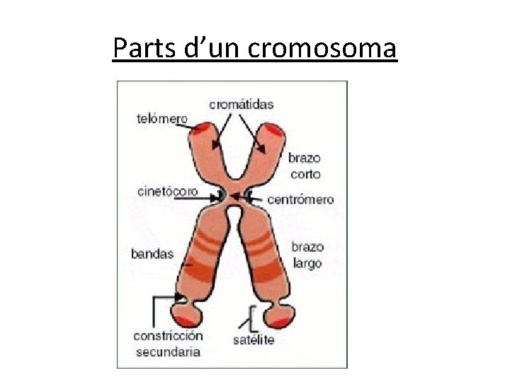 Parts d’un cromosoma Parts d’un cromosoma