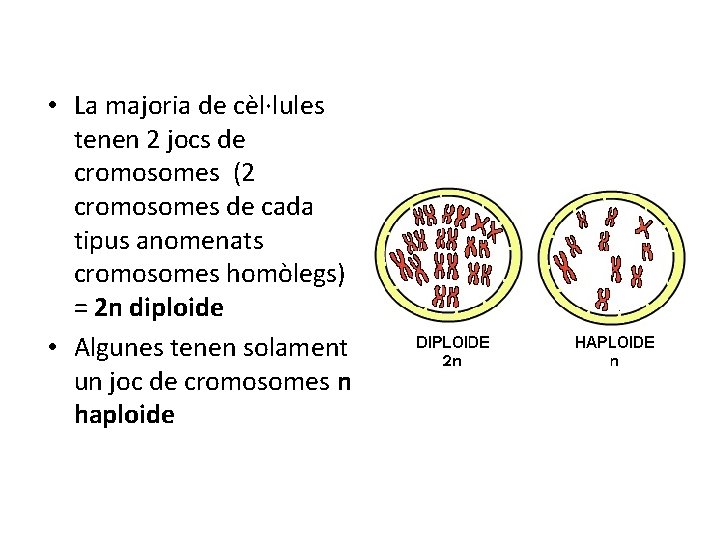 • La majoria de cèl·lules tenen 2 jocs de cromosomes (2 cromosomes de • La majoria de cèl·lules tenen 2 jocs de cromosomes (2 cromosomes de