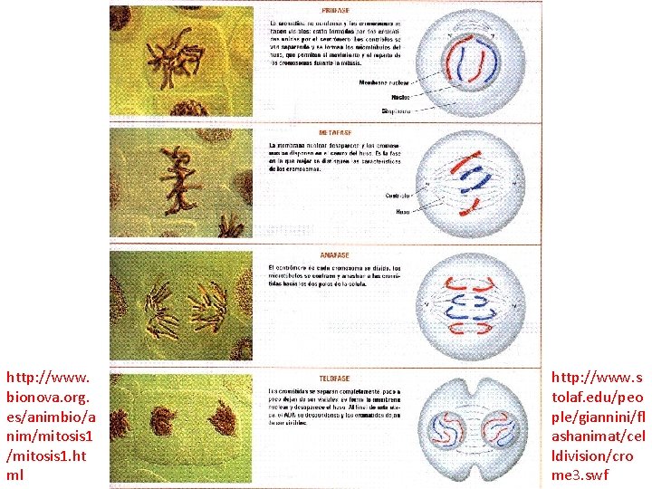 http: //www. bionova. org. es/animbio/a nim/mitosis 1. ht ml http: //www. s tolaf. edu/peo http: //www. bionova. org. es/animbio/a nim/mitosis 1. ht ml http: //www. s tolaf. edu/peo