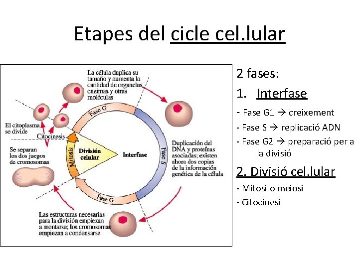 Etapes del cicle cel. lular 2 fases: 1. Interfase - Fase G 1 creixement Etapes del cicle cel. lular 2 fases: 1. Interfase - Fase G 1 creixement