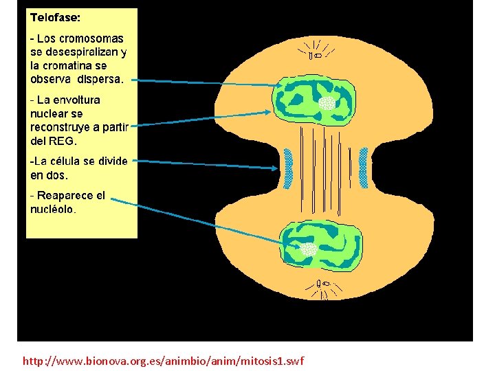 http: //www. bionova. org. es/animbio/anim/mitosis 1. swf http: //www. bionova. org. es/animbio/anim/mitosis 1. swf