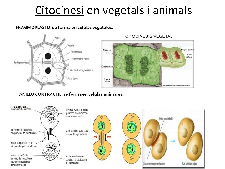 Citocinesi en vegetals i animals Citocinesi en vegetals i animals