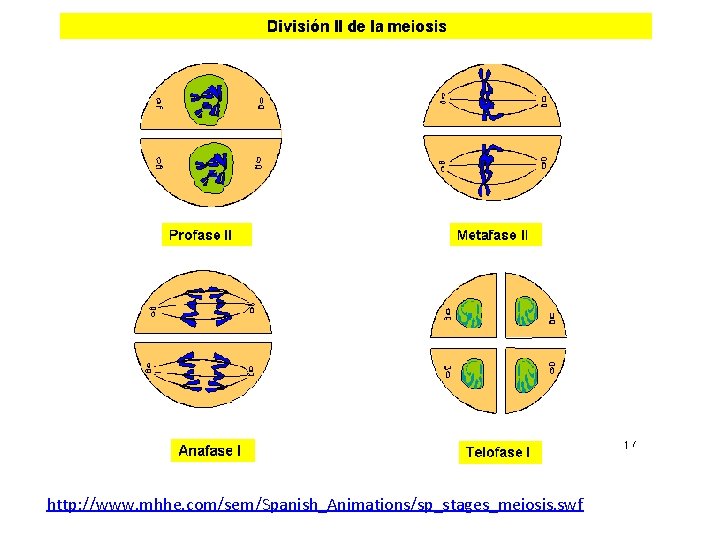 http: //www. mhhe. com/sem/Spanish_Animations/sp_stages_meiosis. swf http: //www. mhhe. com/sem/Spanish_Animations/sp_stages_meiosis. swf