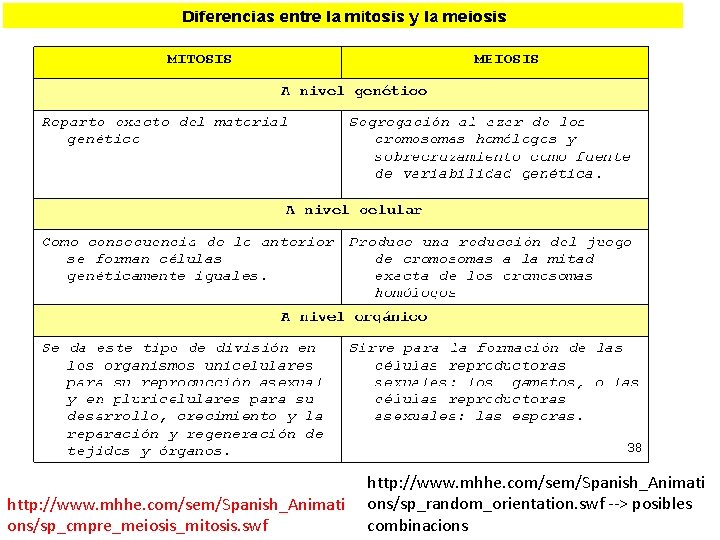 http: //www. mhhe. com/sem/Spanish_Animati ons/sp_cmpre_meiosis_mitosis. swf http: //www. mhhe. com/sem/Spanish_Animati ons/sp_random_orientation. swf --> posibles http: //www. mhhe. com/sem/Spanish_Animati ons/sp_cmpre_meiosis_mitosis. swf http: //www. mhhe. com/sem/Spanish_Animati ons/sp_random_orientation. swf --> posibles
