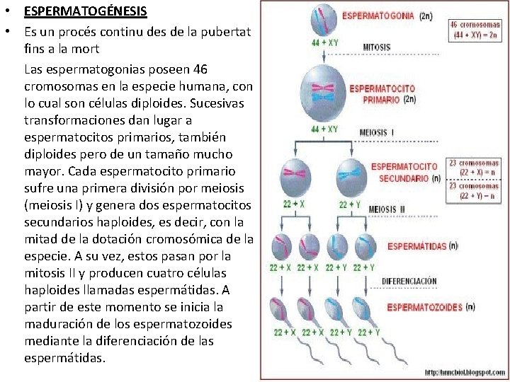 • ESPERMATOGÉNESIS • Es un procés continu des de la pubertat fins a • ESPERMATOGÉNESIS • Es un procés continu des de la pubertat fins a