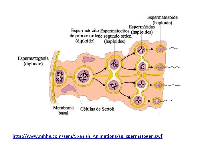 http: //www. mhhe. com/sem/Spanish_Animations/sp_spermatogen. swf http: //www. mhhe. com/sem/Spanish_Animations/sp_spermatogen. swf