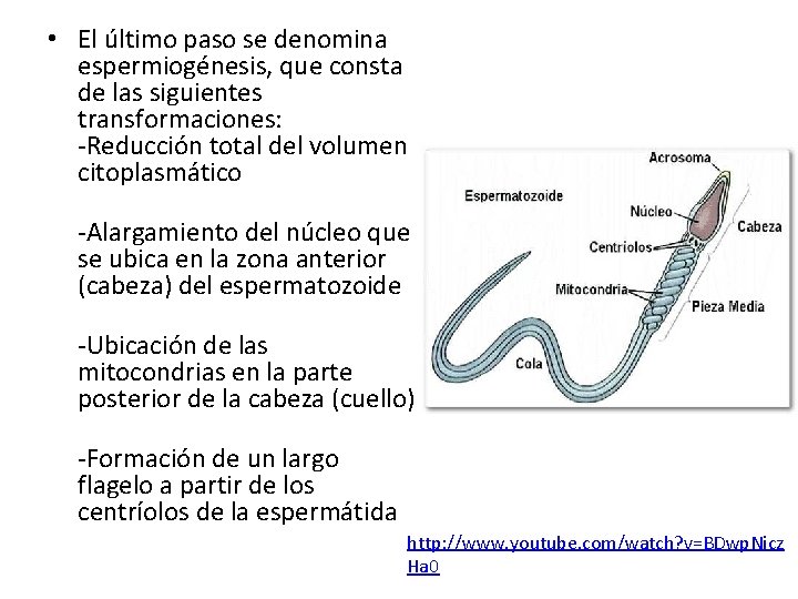 • El último paso se denomina espermiogénesis, que consta de las siguientes transformaciones: • El último paso se denomina espermiogénesis, que consta de las siguientes transformaciones: