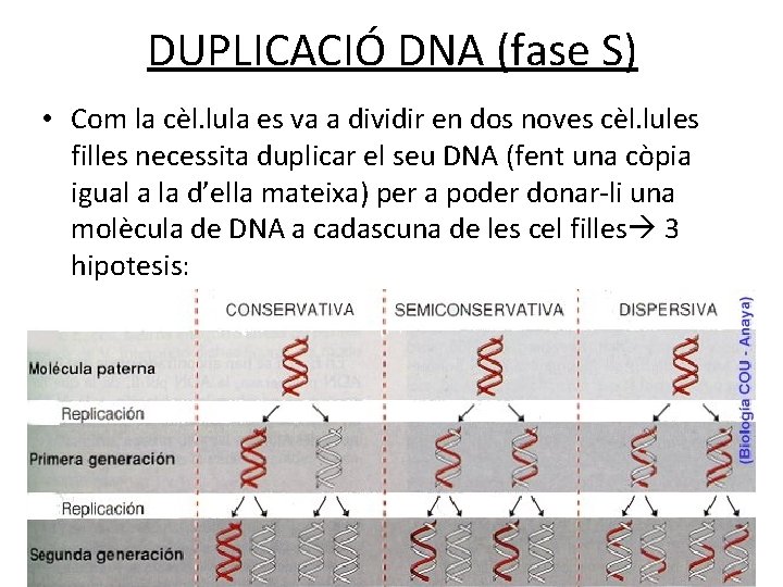 DUPLICACIÓ DNA (fase S) • Com la cèl. lula es va a dividir en DUPLICACIÓ DNA (fase S) • Com la cèl. lula es va a dividir en