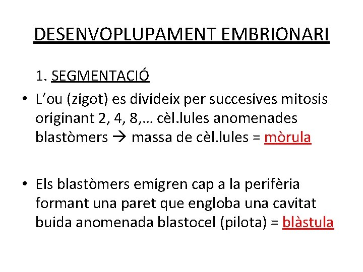 DESENVOPLUPAMENT EMBRIONARI 1. SEGMENTACIÓ • L’ou (zigot) es divideix per succesives mitosis originant 2, DESENVOPLUPAMENT EMBRIONARI 1. SEGMENTACIÓ • L’ou (zigot) es divideix per succesives mitosis originant 2,