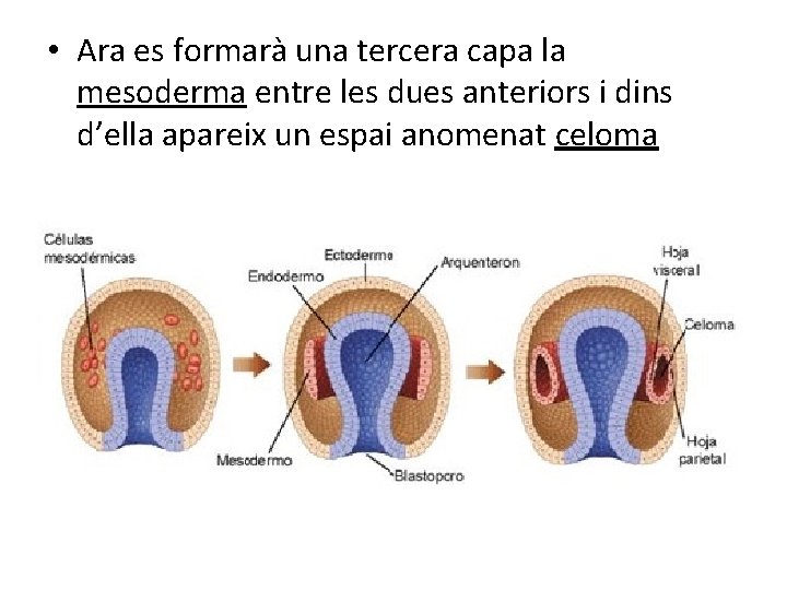 • Ara es formarà una tercera capa la mesoderma entre les dues anteriors • Ara es formarà una tercera capa la mesoderma entre les dues anteriors