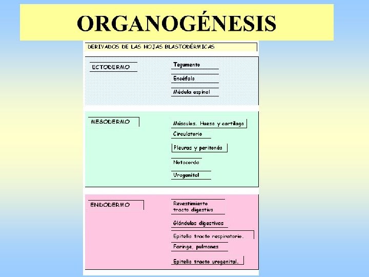 • 3. Organogènesi • ECTODERMA epidermis • 3. Organogènesi • ECTODERMA epidermis