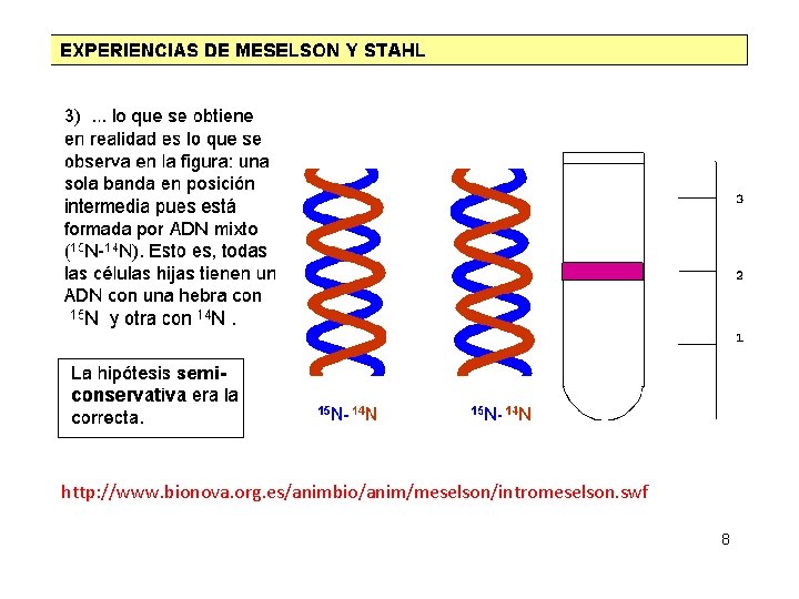 http: //www. bionova. org. es/animbio/anim/meselson/intromeselson. swf http: //www. bionova. org. es/animbio/anim/meselson/intromeselson. swf