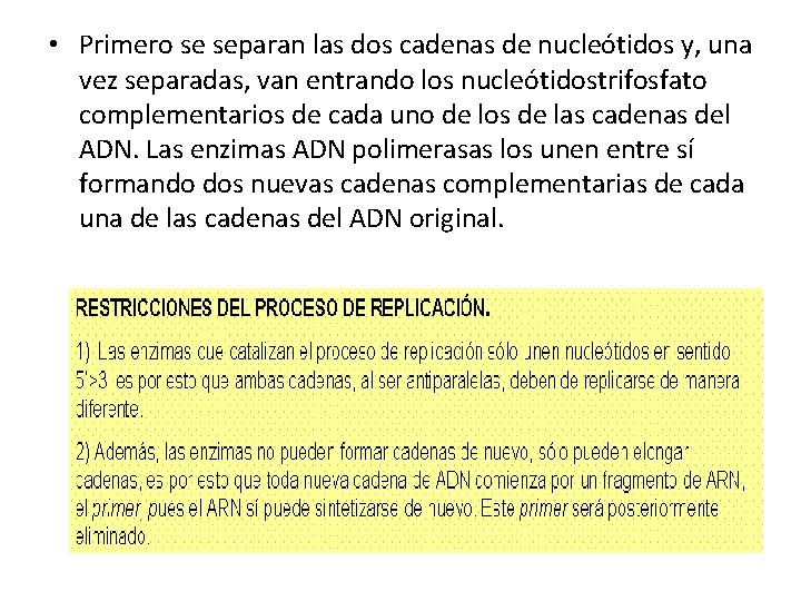 • Primero se separan las dos cadenas de nucleótidos y, una vez separadas, • Primero se separan las dos cadenas de nucleótidos y, una vez separadas,