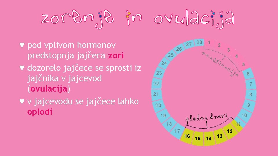 ♥ pod vplivom hormonov predstopnja jajčeca zori ♥ dozorelo jajčece se sprosti iz jajčnika