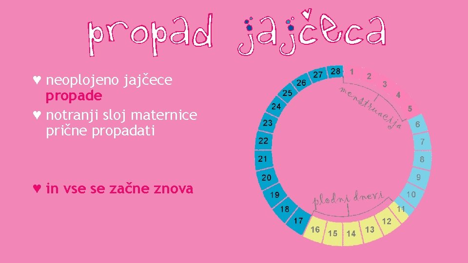 ♥ neoplojeno jajčece propade ♥ notranji sloj maternice prične propadati ♥ in vse se