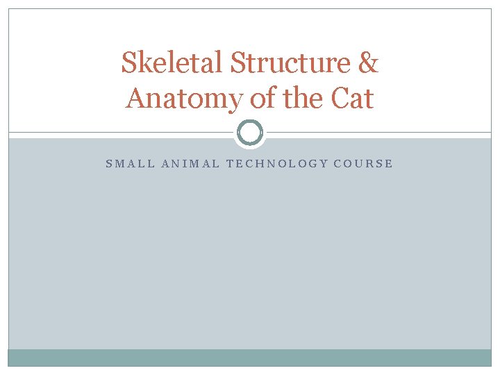 Skeletal Structure & Anatomy of the Cat SMALL ANIMAL TECHNOLOGY COURSE 