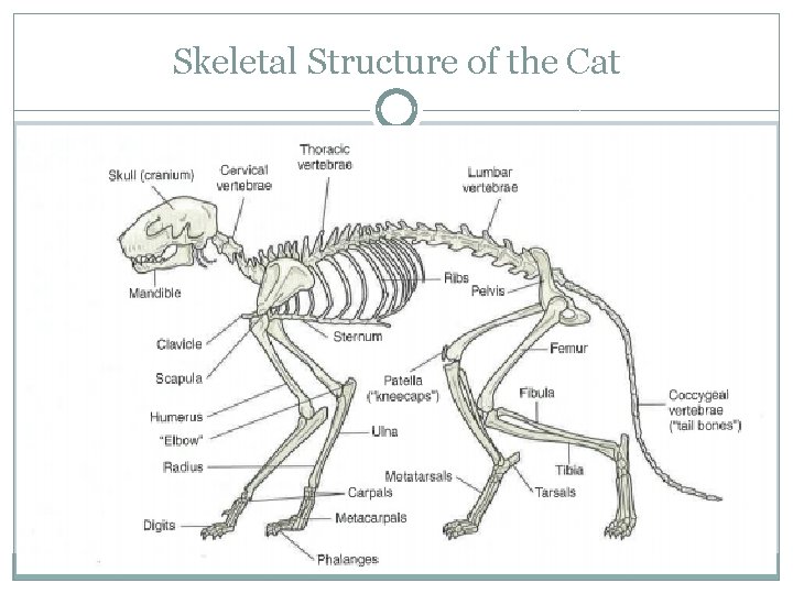 Skeletal Structure of the Cat 