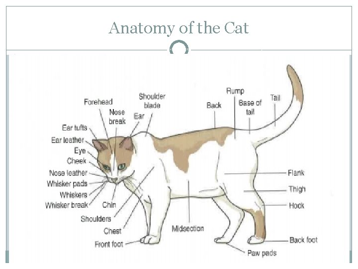 Anatomy of the Cat 