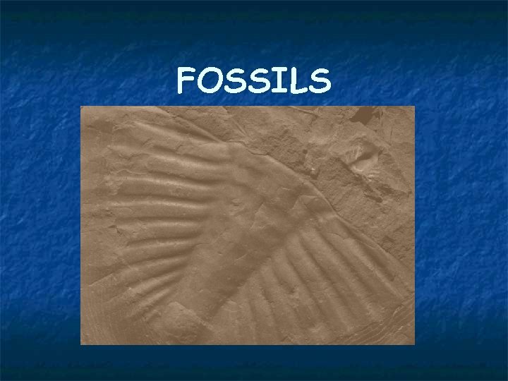 FOSSILS 