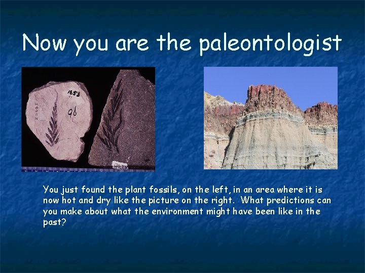 Now you are the paleontologist You just found the plant fossils, on the left,