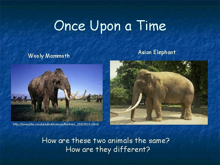 Once Upon a Time Wooly Mammoth Asian Elephant http: //www. bbc. co. uk/radio 4/science/frontiers_20020515.