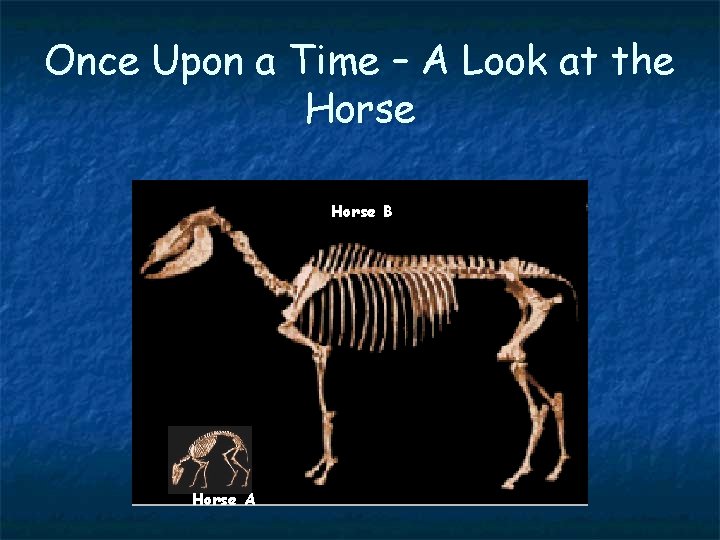 Once Upon a Time – A Look at the Horse B Horse A 