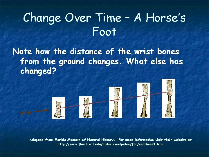 Change Over Time – A Horse’s Foot Note how the distance of the wrist