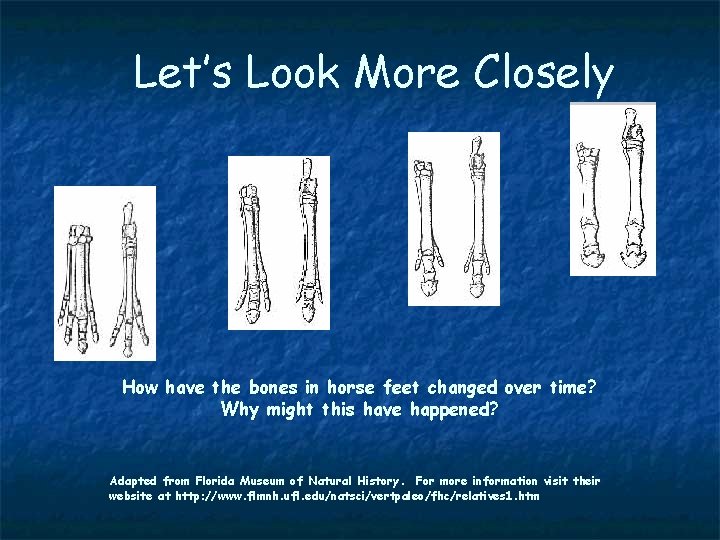 Let’s Look More Closely How have the bones in horse feet changed over time?