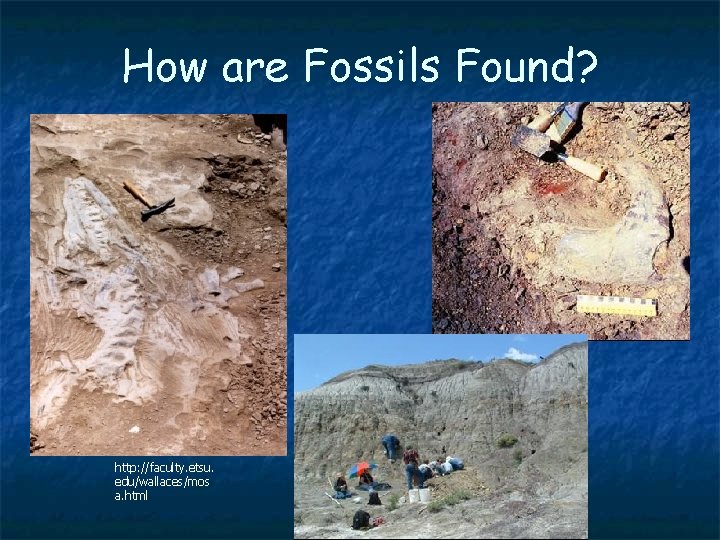 How are Fossils Found? http: //faculty. etsu. edu/wallaces/mos a. html 