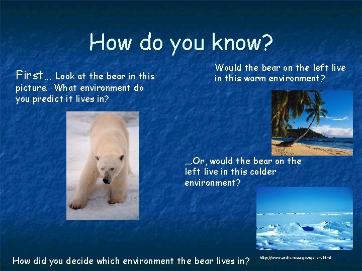 How do you know? First… Look at the bear in this picture. What environment