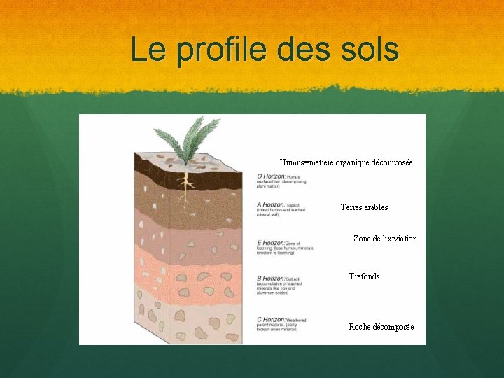 Le profile des sols Humus=matière organique décomposée Terres arables Zone de lixiviation Tréfonds Roche