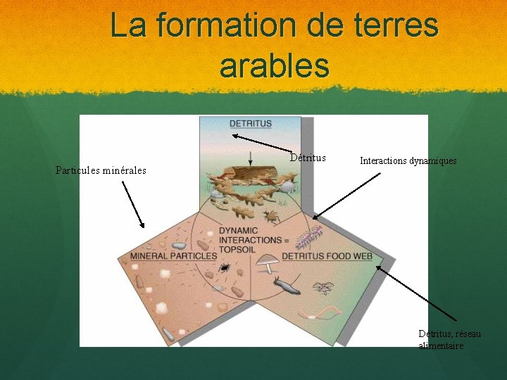 La formation de terres arables Détritus Particules minérales Interactions dynamiques Détritus, réseau alimentaire 