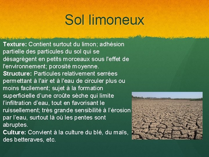 Sol limoneux Texture: Contient surtout du limon; adhésion partielle des particules du sol qui