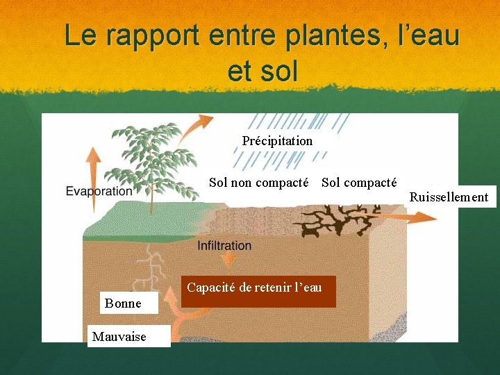 Le rapport entre plantes, l’eau et sol Précipitation Sol non compacté Sol compacté Capacité