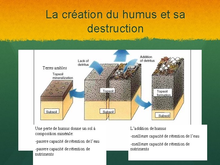 La création du humus et sa destruction Terres arables Une perte de humus donne