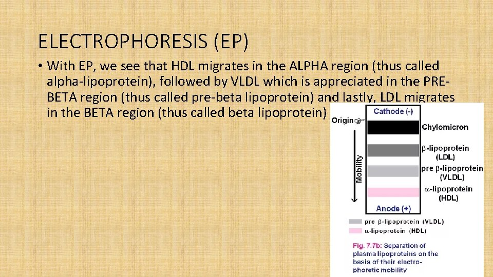 ELECTROPHORESIS (EP) • With EP, we see that HDL migrates in the ALPHA region