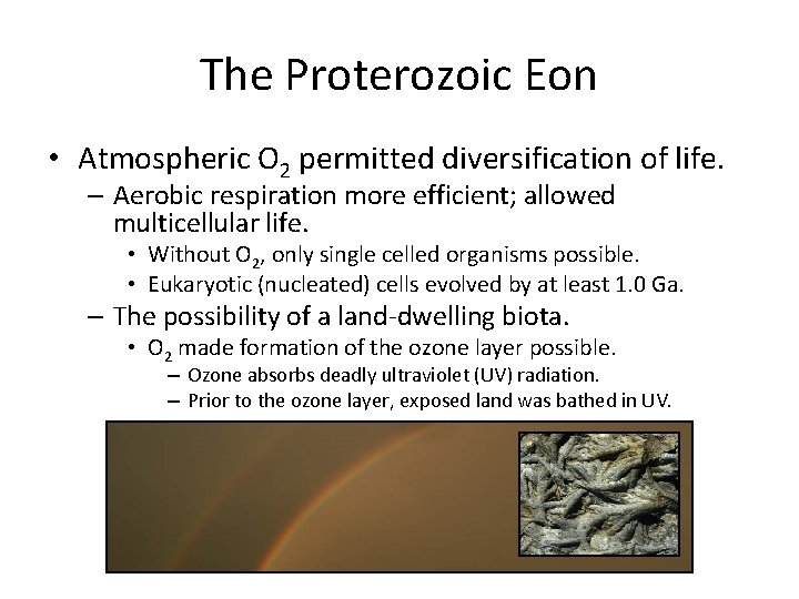 The Proterozoic Eon • Atmospheric O 2 permitted diversification of life. – Aerobic respiration