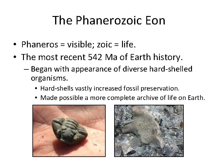 The Phanerozoic Eon • Phaneros = visible; zoic = life. • The most recent