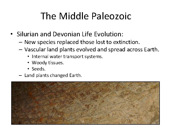 The Middle Paleozoic • Silurian and Devonian Life Evolution: – New species replaced those