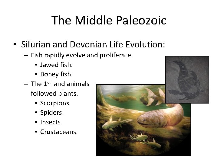 The Middle Paleozoic • Silurian and Devonian Life Evolution: – Fish rapidly evolve and