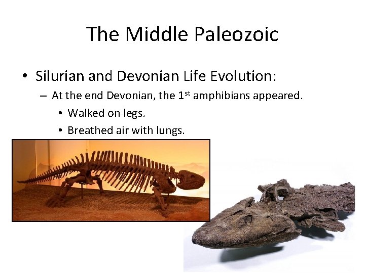 The Middle Paleozoic • Silurian and Devonian Life Evolution: – At the end Devonian,