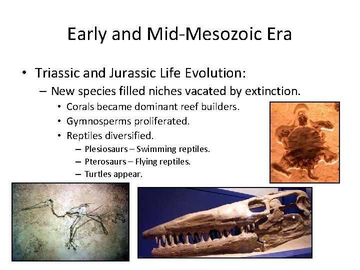 Early and Mid-Mesozoic Era • Triassic and Jurassic Life Evolution: – New species filled